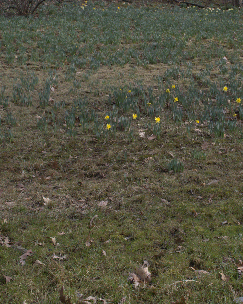 Daffodil Hill