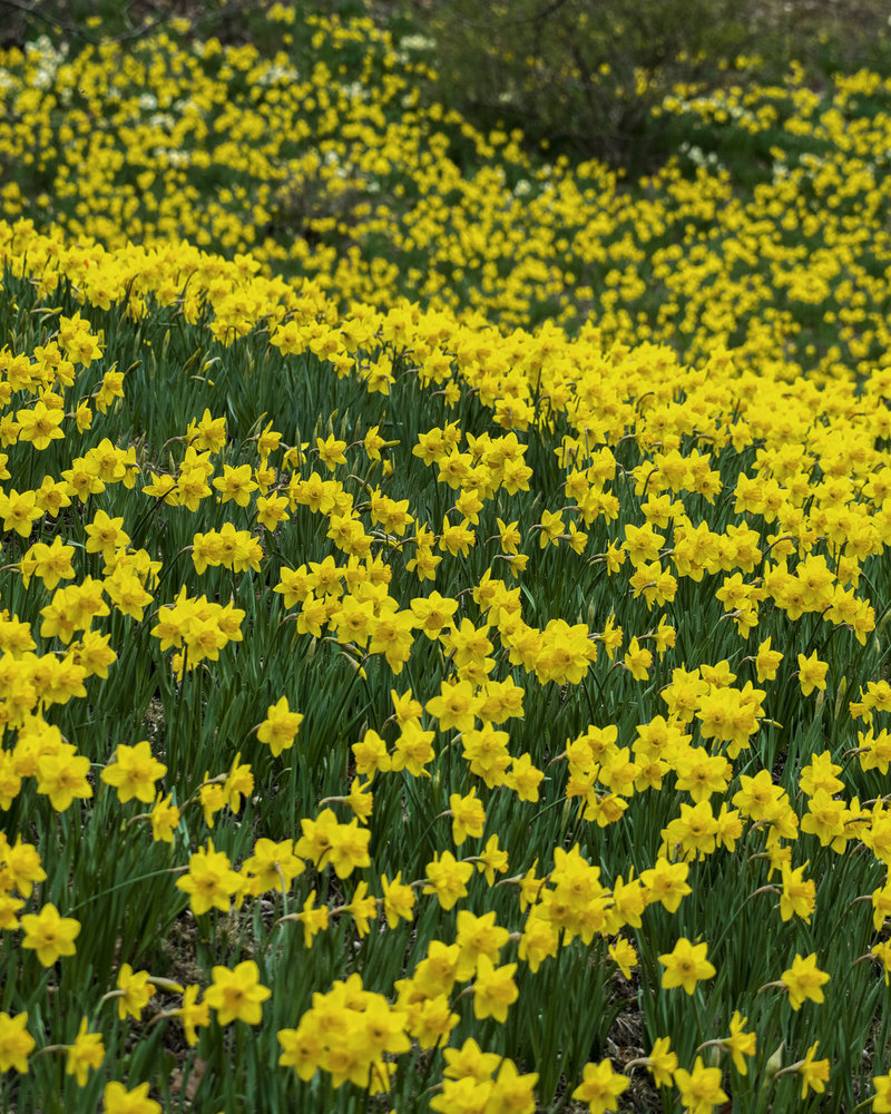 Daffodil Hill