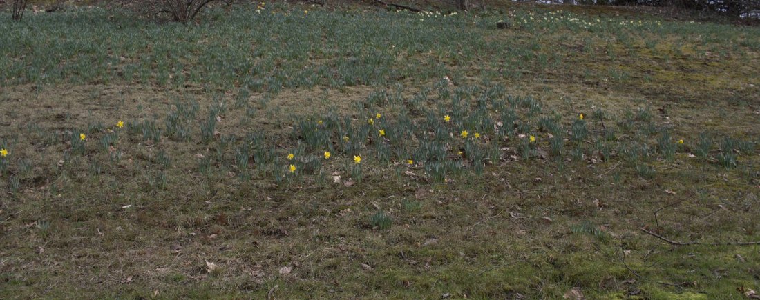 Daffodil Hill