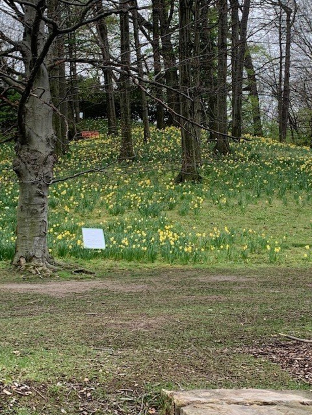 Daffodil Hill Lake View Cemetery