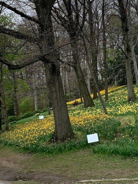 Daffodil Hill Lake View Cemetery