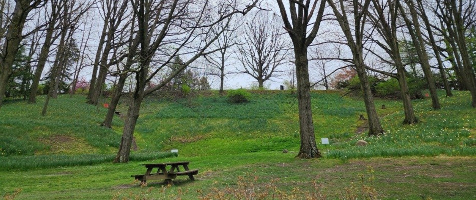 Daffodil Hill Lake View Cemetery