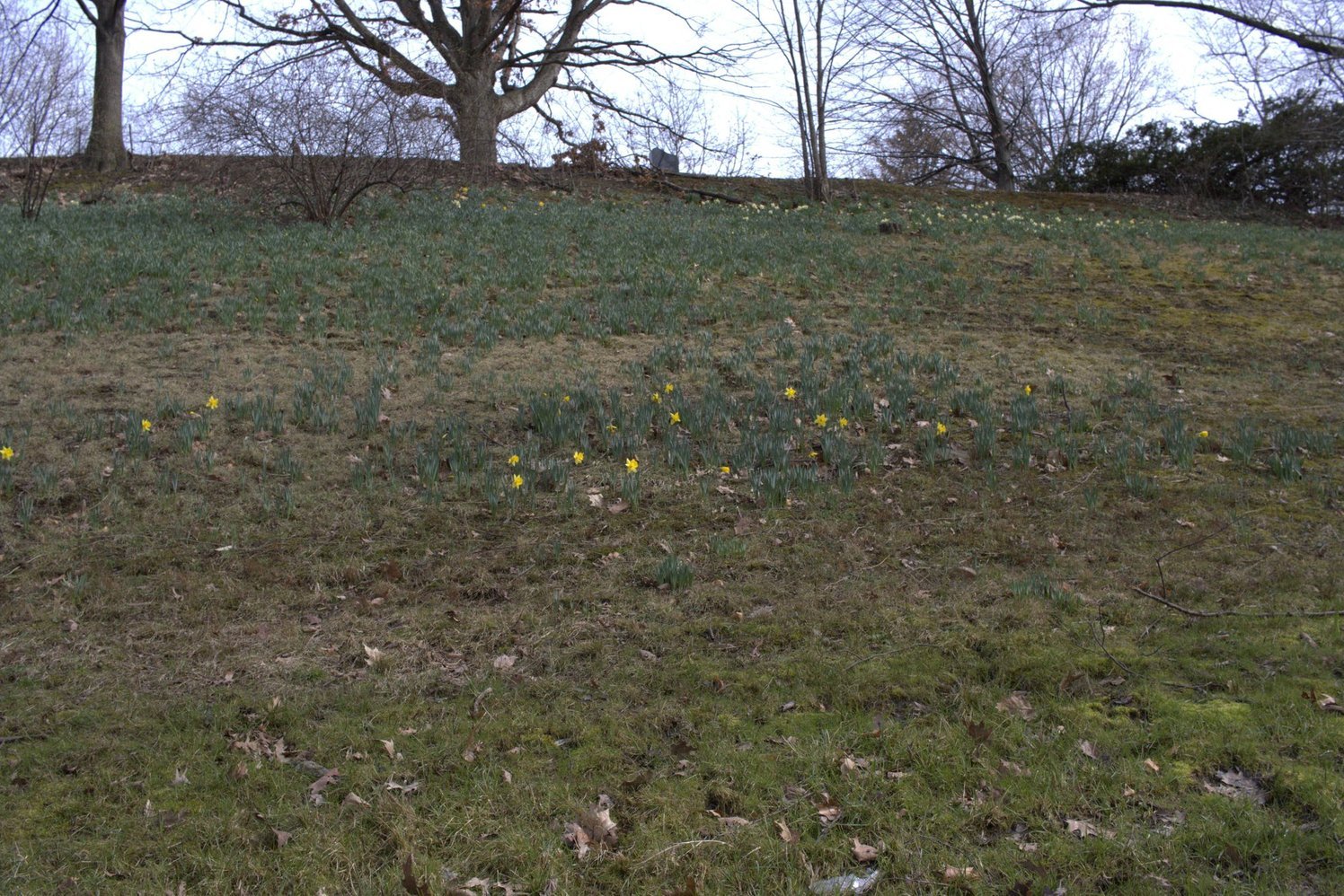 Daffodil Hill 2026