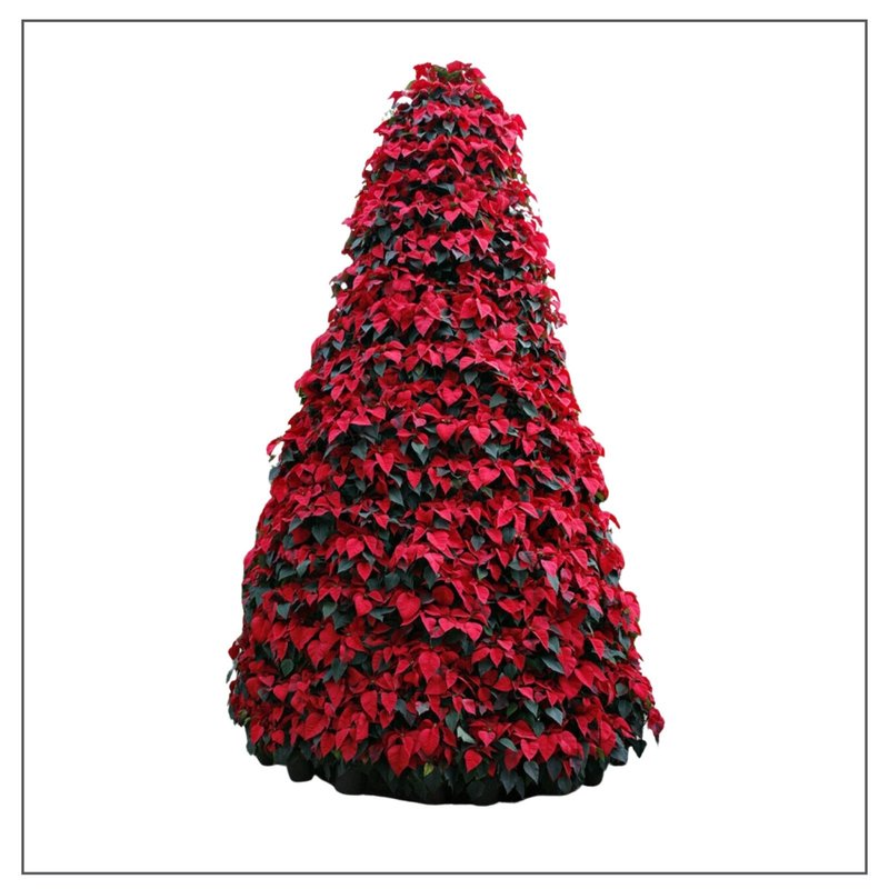 Mausoleum Remembrance - Potted Poinsettia